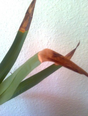 Foto0001.jpg