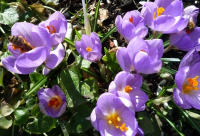 Krokusse mit Besucher1.JPG
