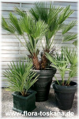 chamaerops_humilis_2_-_digi.jpg