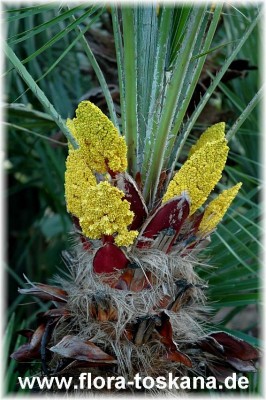 cestrum_parqui_ganz_-_120705.jpg