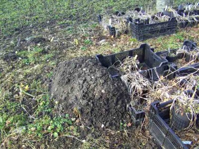 Wühlmaushügel in neuer Taglilipflanzung9272.jpg