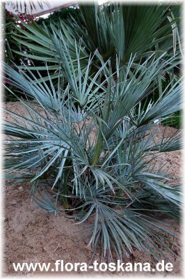 chamaerops_humilis_var._cerifera_2_-_120705.jpg