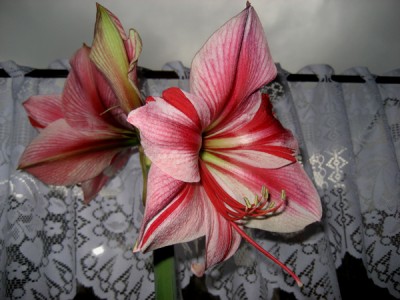 Amaryllis Gervase3.jpg