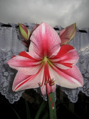 Amaryllis Gervase1.jpg