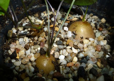 d_elephantipes_20110224.JPG
