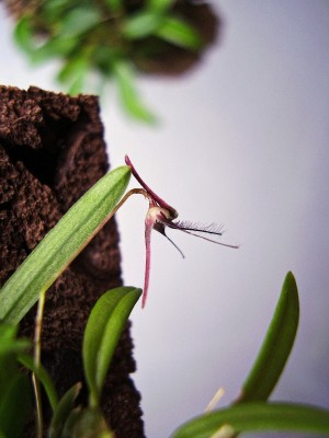 Bulbophyllum tentaculiferum.jpg