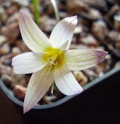 Romulea bulbocodium 2005-44 (1).jpg