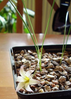 Romulea bulbocodium 2005-44 (2).jpg