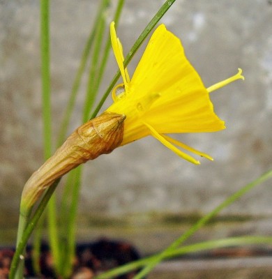 Narcissus bulbocodium 2005-62 (3).jpg