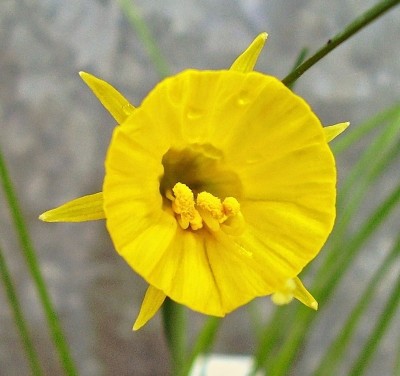 Narcissus bulbocodium 2005-62 (2).jpg