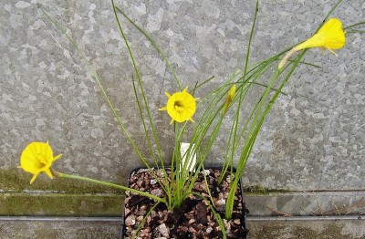 Narcissus bulbocodium 2005-62 (1).jpg