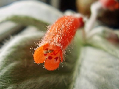 Sinningia leucotricha (2).jpg