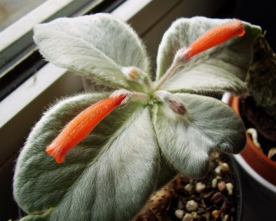 Sinningia leucotricha.jpg