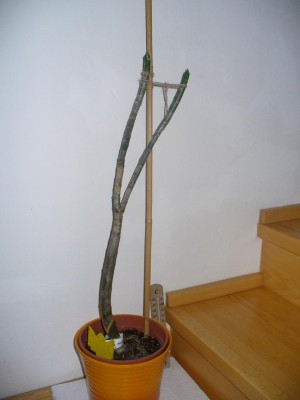 große Plumi.jpg