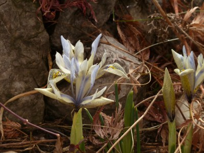 Iris Katherin Hodgkin.jpg
