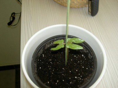 PICT0513.JPG