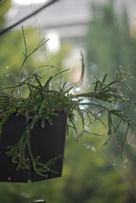 Grünzeugs 019yy.jpg