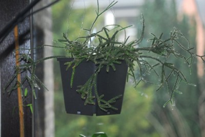 Grünzeugs 018yy.jpg