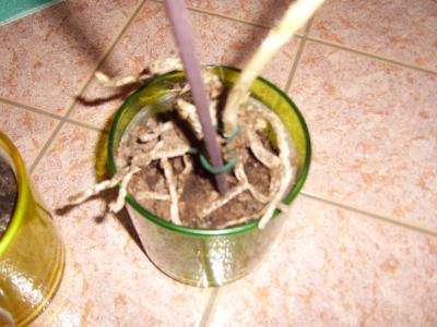 DSCI0125 (FILEminimizer).png