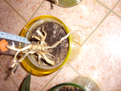 DSCI0124 (FILEminimizer).png