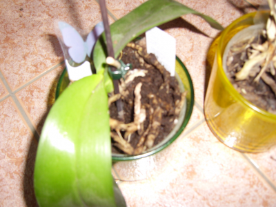 DSCI0123 (FILEminimizer).png