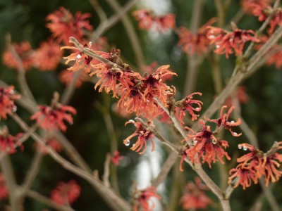 Hamamelis Diana.jpg