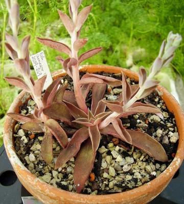 Echeveria 2009-269 (3).jpg