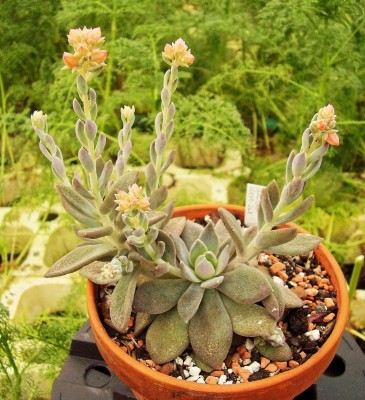 Echeveria carnicolor (3).jpg