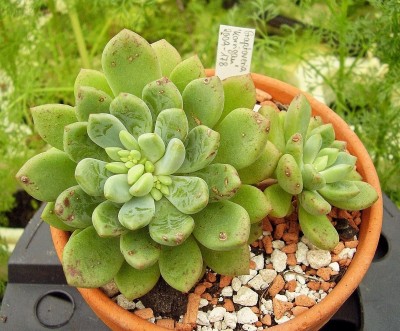 Cremneria expatriata 2009-178 (6).jpg