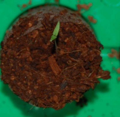chili01.JPG