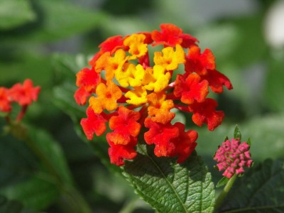 lantana-lantane.jpg