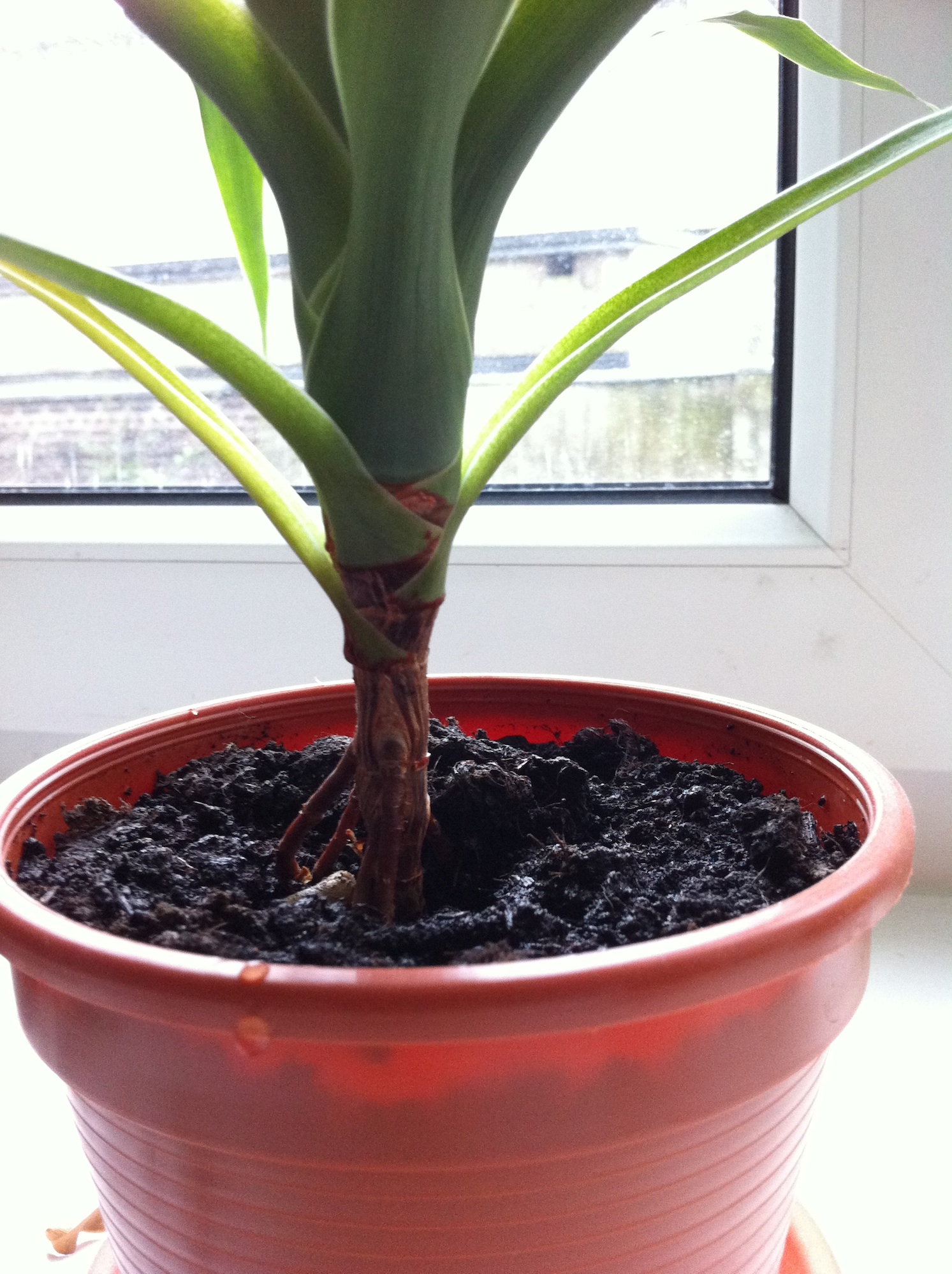 Drachenbaum (dracaena draco) keimen lassen!  Samen & Anzucht & Vermehrung   GREEN24 Pflanzen & Garten Forum