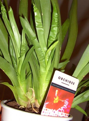 NellyIslerBlütentrieb9430.jpg