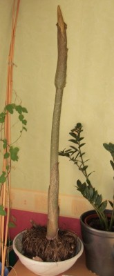 DSCF4114.JPG
