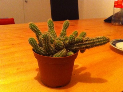 Chamacereus Hybride Granat.jpg