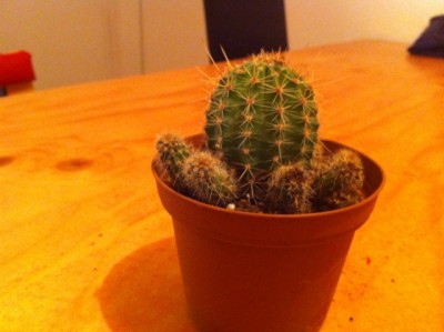 Echinopsis Hybride Maria Piazza.jpg