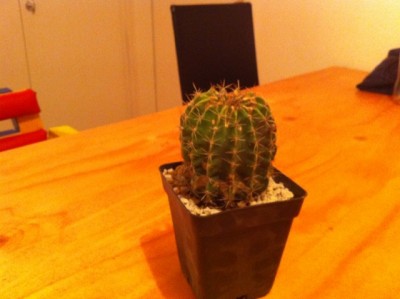 Echinopsis Hybride Unbekannt.jpg