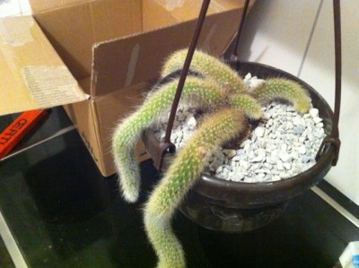 Hildewintera colademononis.....jpg