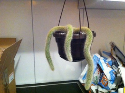 Hildewintera colademononis...jpg