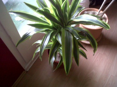 IMG00104-20110224-0858.jpg