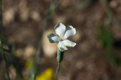 IMG_7592_1.jpg