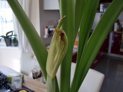 Amaryllis Apple Blossom 6.jpg
