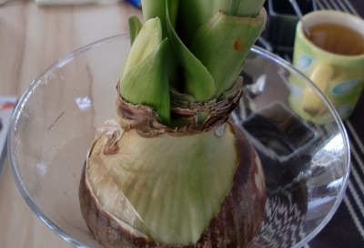 Amaryllis Apple Blossom 5.jpg