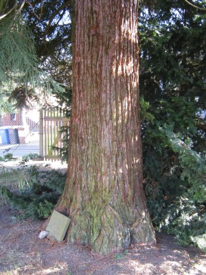 Stamm-lang.jpg
