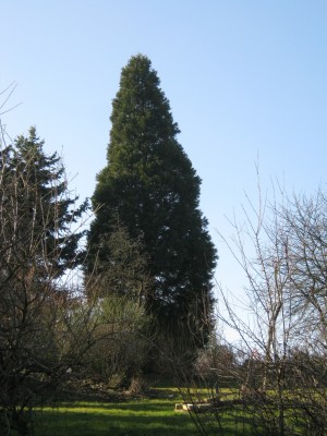 baum in der sonne.jpg
