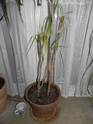 DSCN2137.jpg
