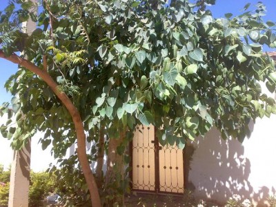 Ficus.JPG