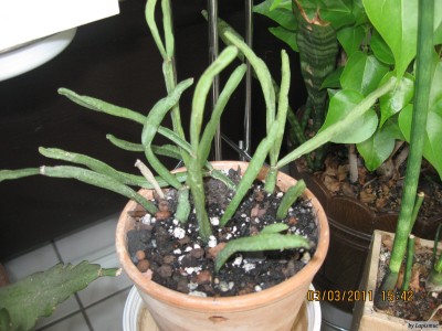 Rhipsalis trigona.jpeg