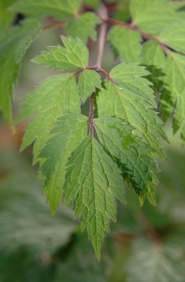Blatt.jpg