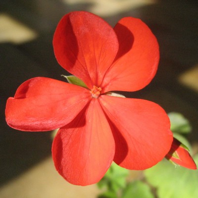 rote unbekannte Zonale 1.jpg